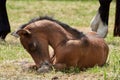 Brown filly foal horse lying down in grass field. Royalty Free Stock Photo