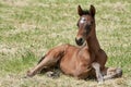 Brown filly foal lying down in the pasture