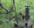 Brown Finch on Metal Pole and Red Finch on Bird Feeder Royalty Free Stock Photo