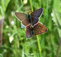 Brown fire- butterfly pair mating