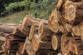 Firewood stacked in a pile