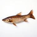 Minimal Retouching: Brown Fish On White Background