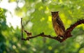 Brown Fish Owl