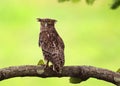 Brown fish owl