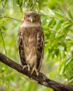 Brown fish owl or Bubo zeylonensis or Ketupa zeylonensis closeup perched on branch with eye contact in natural green wild