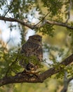 Brown fish owl or Bubo zeylonensis or Ketupa zeylonensis a large owl species perched on tree with frog kill in his claw at Royalty Free Stock Photo