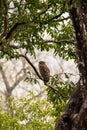 Brown fish owl or Bubo zeylonensis or Ketupa zeylonensis perched on tree at dhikala zone forest of jim corbett national park