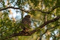 Brown fish owl or Bubo zeylonensis or Ketupa zeylonensis perched on tree with frog kill in his claw at ranthambore national park Royalty Free Stock Photo