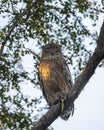 Brown fish owl or Bubo zeylonensis or Ketupa zeylonensis perched on tree after hunt with frog kill in claw winter season safari at Royalty Free Stock Photo