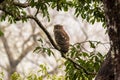 Brown fish owl or Bubo zeylonensis or Ketupa zeylonensis perched on tree at dhikala zone forest of jim corbett national park