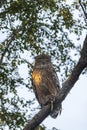 Brown fish owl or Bubo zeylonensis or Ketupa zeylonensis perched on tree after hunt with frog kill in claw winter season safari at Royalty Free Stock Photo