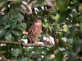 Brown fish owl, Ketupa zeylonensis, Kaziranga National Park, Assam