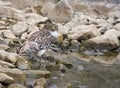 Brown Fish Owl (Ketupa Zeylonensis)