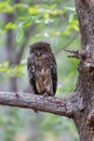 Brown Fish Owl in Tadoba National Park in India