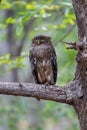 Brown Fish Owl in Tadoba National Park in India