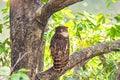 The brown fish owl (Ketupa zeylonensis) is a fish owl species found in indian subcontinent. Royalty Free Stock Photo