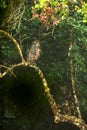 Brown Fish Owl, Ketupa zeylonensis, Wilpattu National Park, Sri Lanka. Beautiful owl perched at branch on tree near a lake, exotic