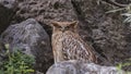 Brown Fish-Owl Perches on Rock