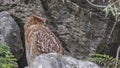 Brown Fish-Owl Perches on Rock