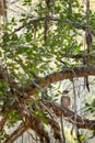 Brown fish owl wink eyes perched on big banyan tree at ranthambore national park, india - Bubo zeylonensis Royalty Free Stock Photo