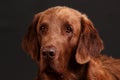 Brown flat coated retriever portrait Royalty Free Stock Photo