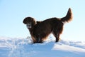 Funny brown flat coated retriever is standing in the snow with snow in the face Royalty Free Stock Photo