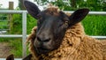 Brown fleeced sheep