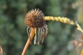 Brown flower - Echinacea