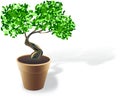 Brown flowerpot with small bonsai