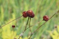 Brown flowers Growing