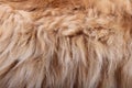 Fluffy animal fur texture Royalty Free Stock Photo