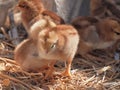 Brown fluffy baby chicks standing on straw Royalty Free Stock Photo