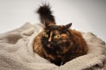 Brown fluffy cat with a dissatisfied muzzle lies on a beige blanket