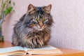 Brown fluffy cat reading a book, reading adventure literature Royalty Free Stock Photo