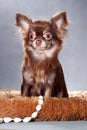 Brown fluffy chihuahua dog in a couch Royalty Free Stock Photo