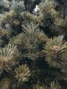 Brown fluffy coniferous branch.