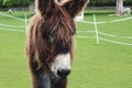 A brown fluffy donkey with a white nose