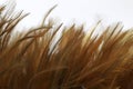 Brown fluffy feathers on background - soft focus