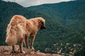 Brown fluffy golden retriever standing on a cliff surrounded by beautiful greenery Royalty Free Stock Photo