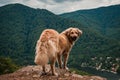 Brown fluffy golden retriever standing on a cliff surrounded by beautiful greenery Royalty Free Stock Photo