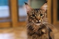 Brown fluffy Maine Coon cat Royalty Free Stock Photo