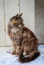a brown fluffy Maine Coon cat sits with his paws folded on the windowsill, keeping purebred pets in an apartment Royalty Free Stock Photo