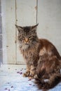 a brown fluffy Maine Coon cat sits with his paws folded on the windowsill, keeping purebred pets in an apartment Royalty Free Stock Photo