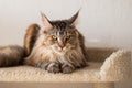 Brown fluffy Maine coon cat sitting Royalty Free Stock Photo