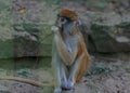 Brown monkey sad primate sitting in cage Royalty Free Stock Photo
