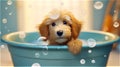 brown fluffy puppy bathing in blue basin.