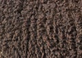 Brown Fluffy Sheep Wool Background