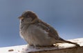 Brown fluffy sparrow sits on a beam