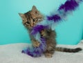 brown fluffy tabby kitten cat playing with a toy Royalty Free Stock Photo