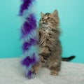 brown fluffy tabby kitten cat standing playing with a toy Royalty Free Stock Photo